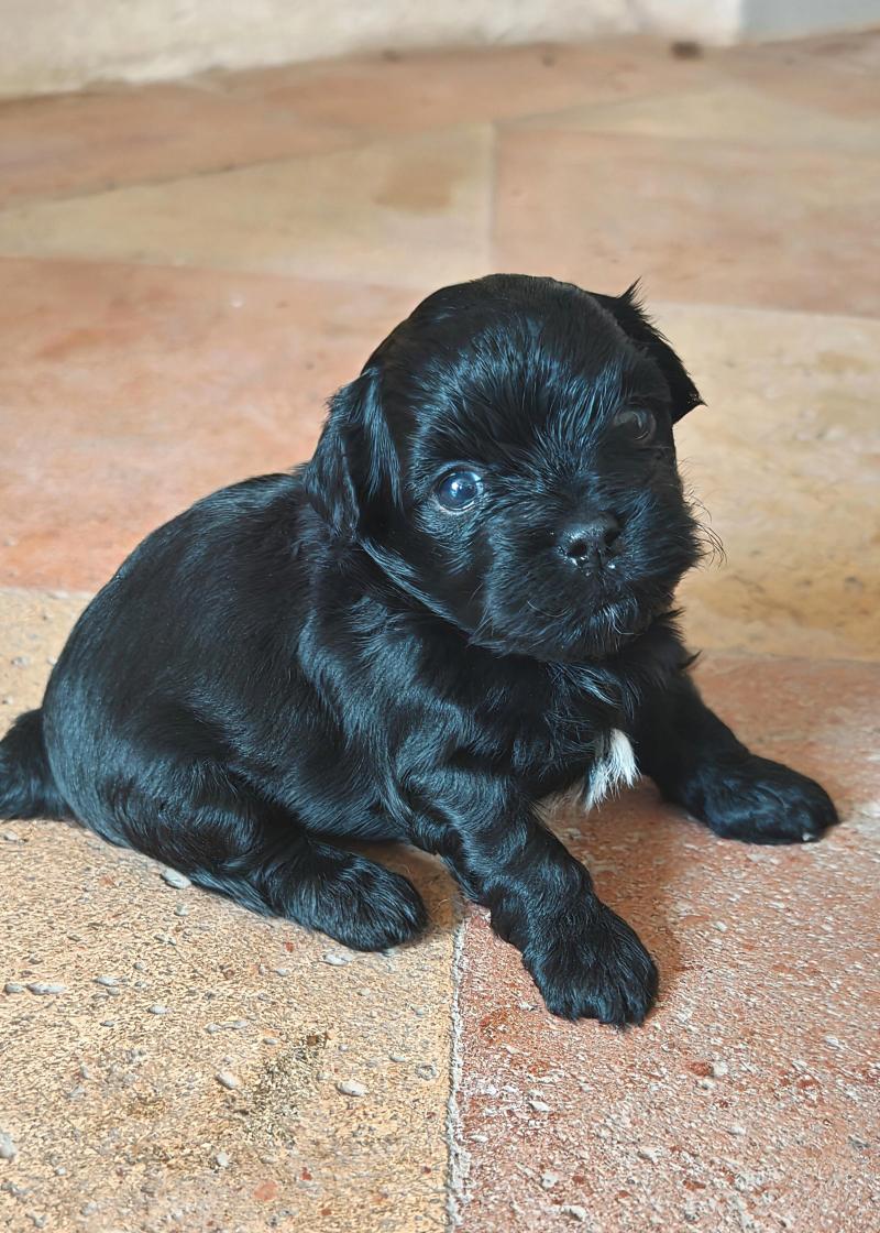 Black Snow La Maison de Prigailla Mâle Bichon havanais