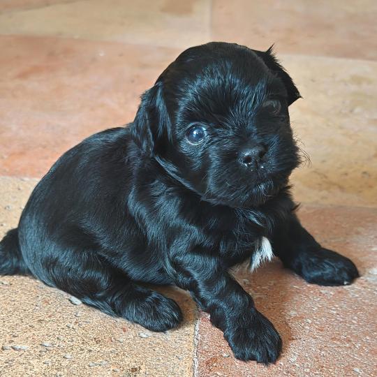 Black Snow La Maison de Prigailla Mâle Bichon havanais