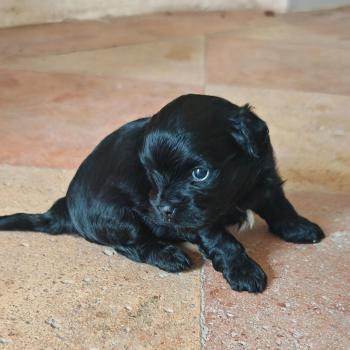 chiot Bichon havanais NOIR Les Havanais de la Maison de Prigailla