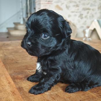 chiot Bichon havanais NOIR Les Havanais de la Maison de Prigailla
