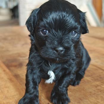 chiot Bichon havanais NOIR Les Havanais de la Maison de Prigailla