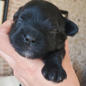 chiot Bichon havanais NOIR Les Havanais de la Maison de Prigailla