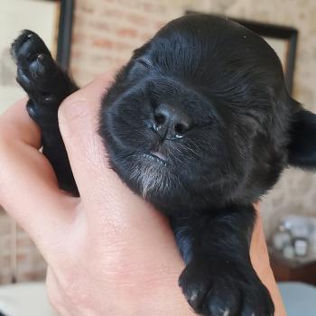 chiot Bichon havanais NOIR Les Havanais de la Maison de Prigailla