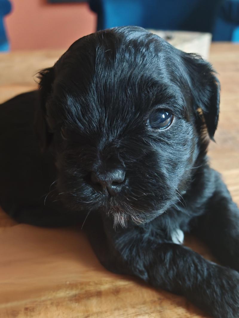 Baby Darcy La Maison de Prigailla Mâle Bichon havanais