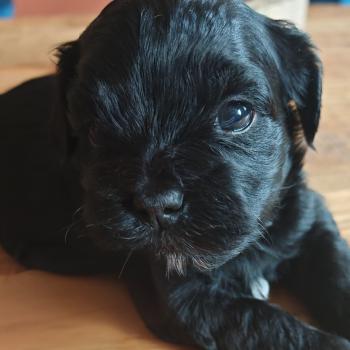 chiot Bichon havanais NOIR Les Havanais de la Maison de Prigailla