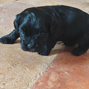 chiot Bichon havanais NOIR Les Havanais de la Maison de Prigailla