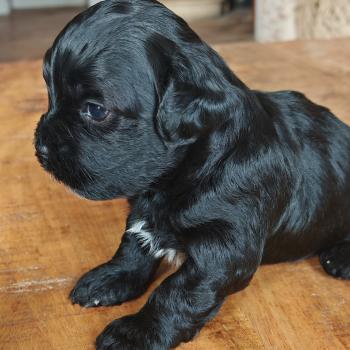 chiot Bichon havanais NOIR Les Havanais de la Maison de Prigailla