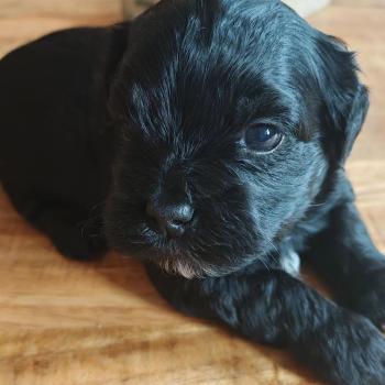 chiot Bichon havanais NOIR Les Havanais de la Maison de Prigailla