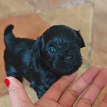 chiot Bichon havanais NOIR Les Havanais de la Maison de Prigailla