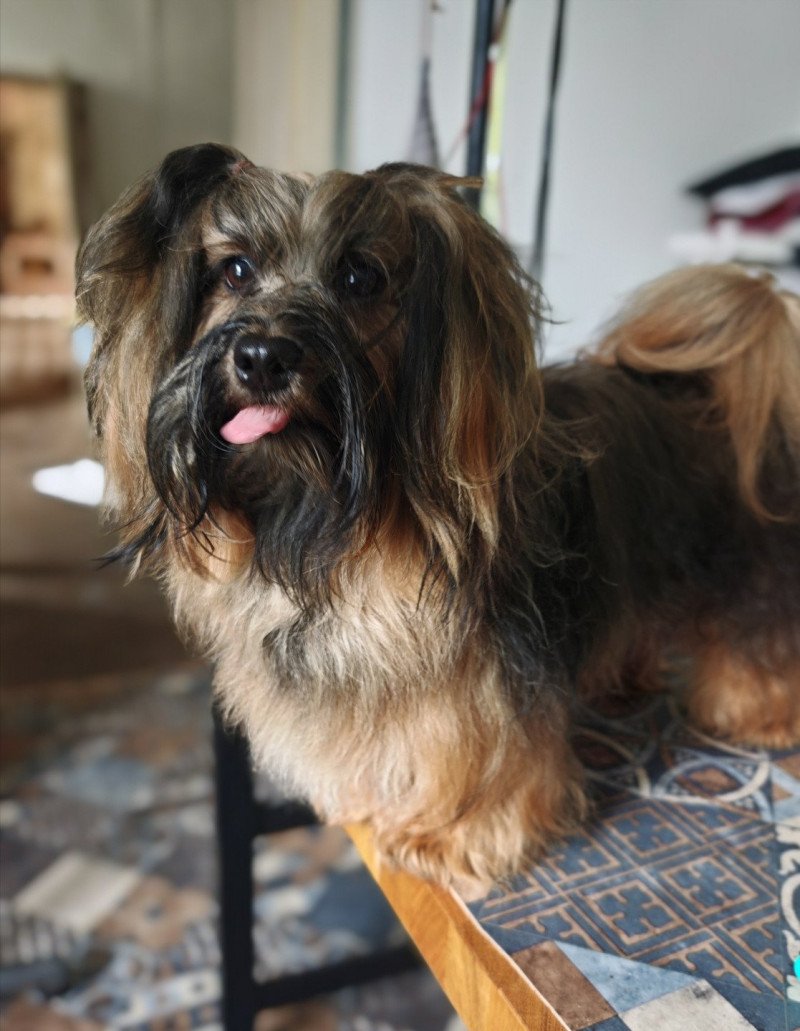 Apollo HAVANOS DÉPUTÉ Mâle Bichon havanais