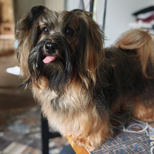 Apollo HAVANOS DÉPUTÉ Mâle Bichon havanais