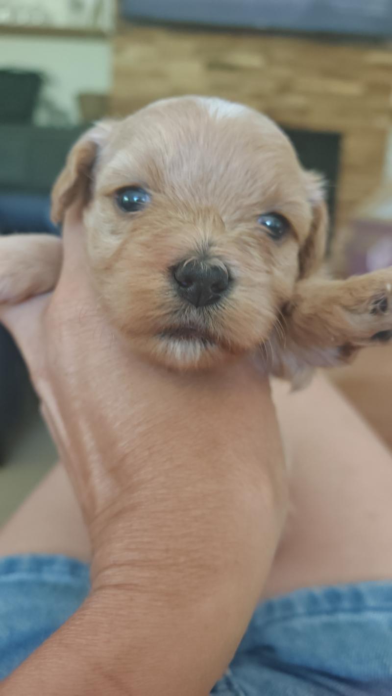 Bali La Maison de Prigailla Femelle Bichon havanais