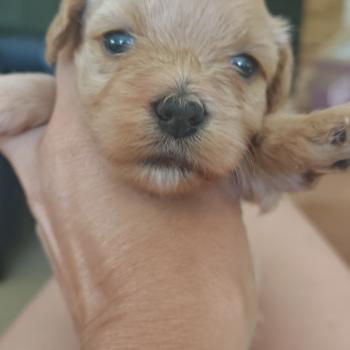 chiot Bichon havanais Bali Les Havanais de la Maison de Prigailla