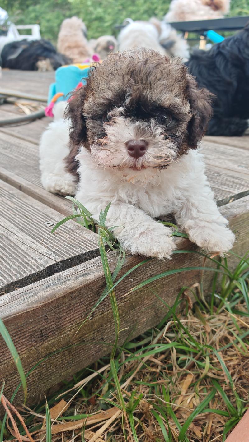 Beezbee La Maison de Prigailla Femelle Bichon havanais