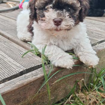 chiot Bichon havanais Marron et blanc Beezbee Les Havanais de la Maison de Prigailla