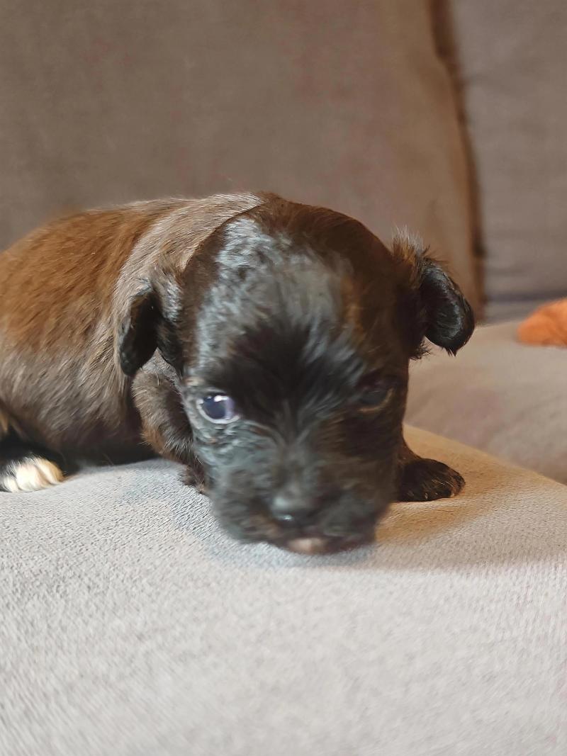 Bella La Maison de Prigailla Femelle Bichon havanais