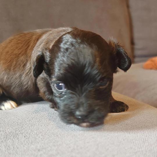 Bella La Maison de Prigailla Femelle Bichon havanais