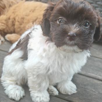 chiot Bichon havanais Chocolat pan Blanc Birdy Les Havanais de la Maison de Prigailla