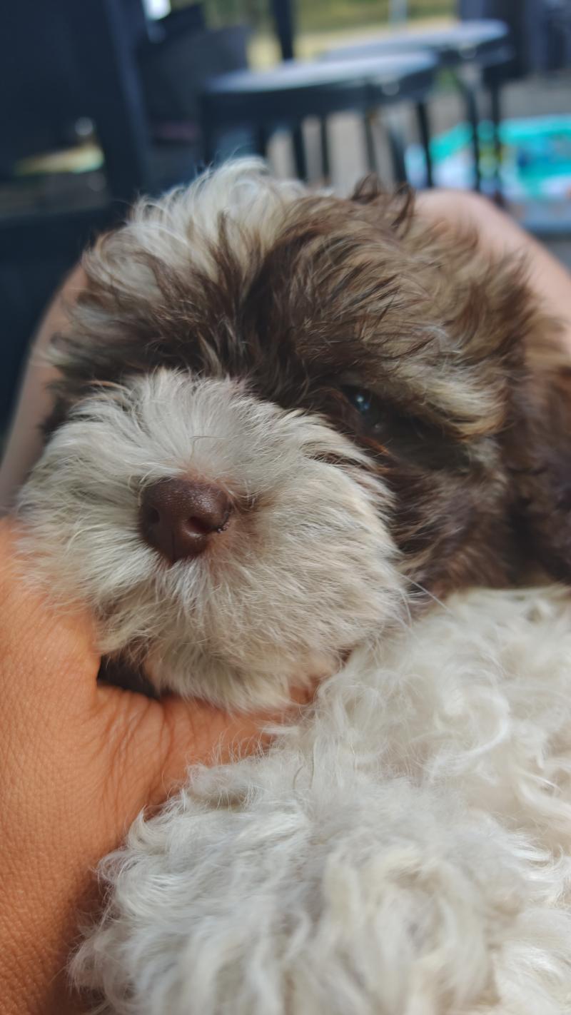 Bobby La Maison de Prigailla Mâle Bichon havanais