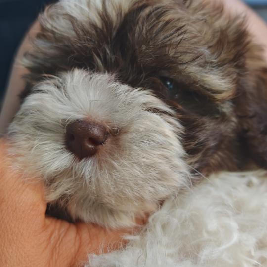 Bobby La Maison de Prigailla Mâle Bichon havanais