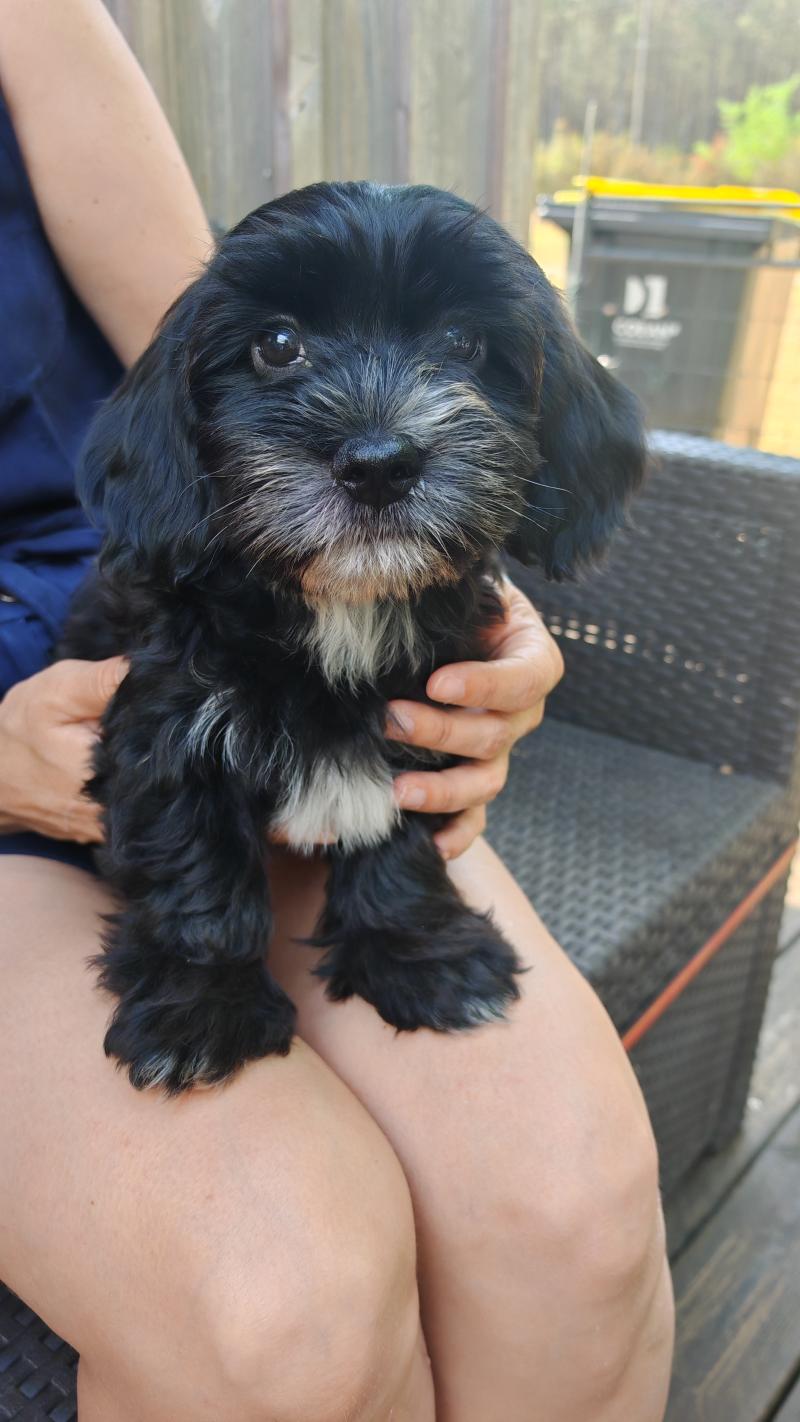 Brownie La Maison de Prigailla Mâle Bichon havanais