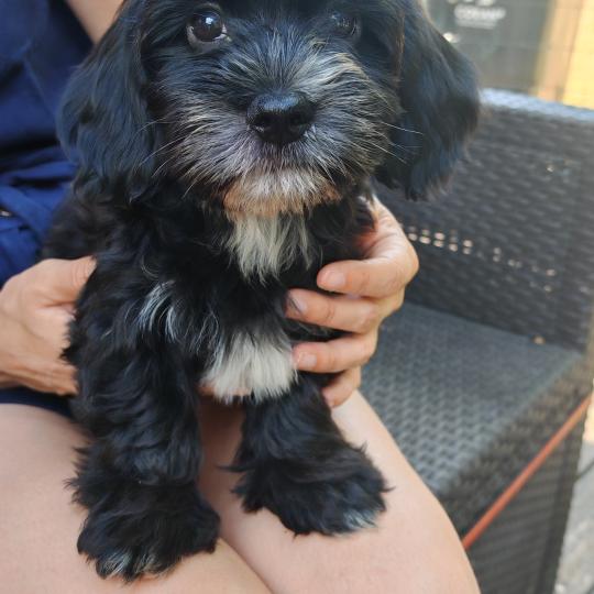 Brownie La Maison de Prigailla Mâle Bichon havanais