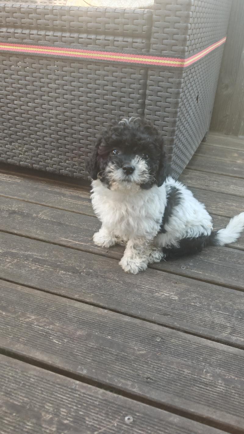 Brune La Maison de Prigailla Femelle Bichon havanais