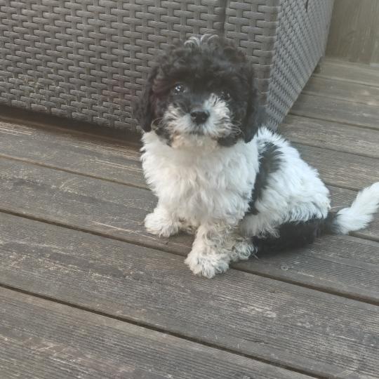 Brune La Maison de Prigailla Femelle Bichon havanais