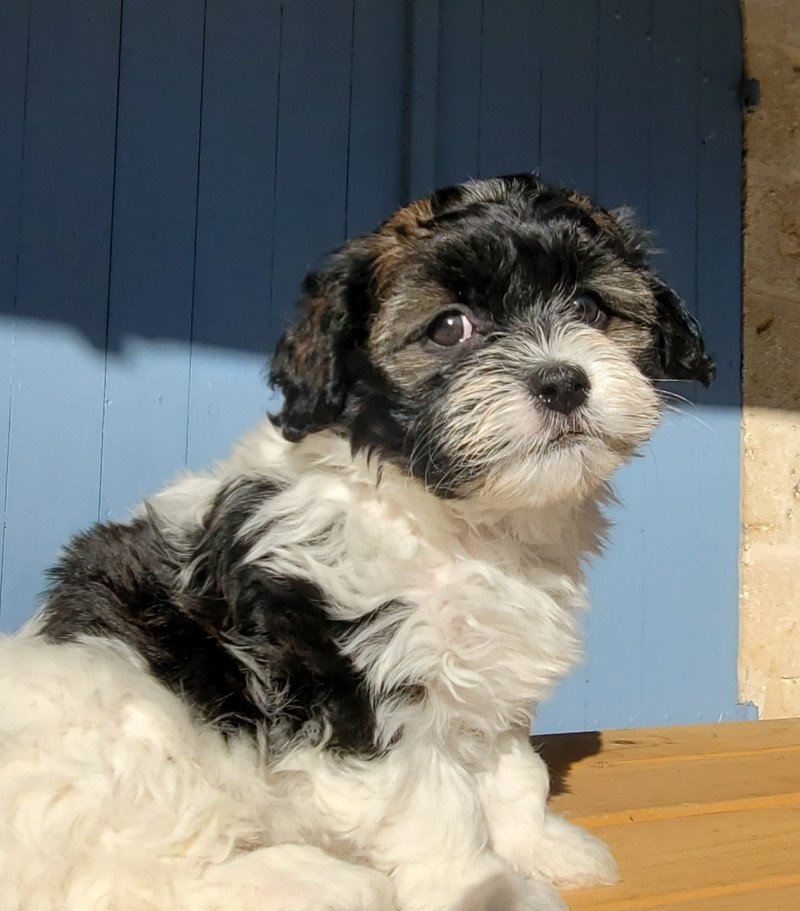 Un'Oreo La Maison de Prigailla Mâle Bichon havanais