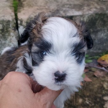 chiot Bichon havanais CHIOT 2 Les Havanais de la Maison de Prigailla