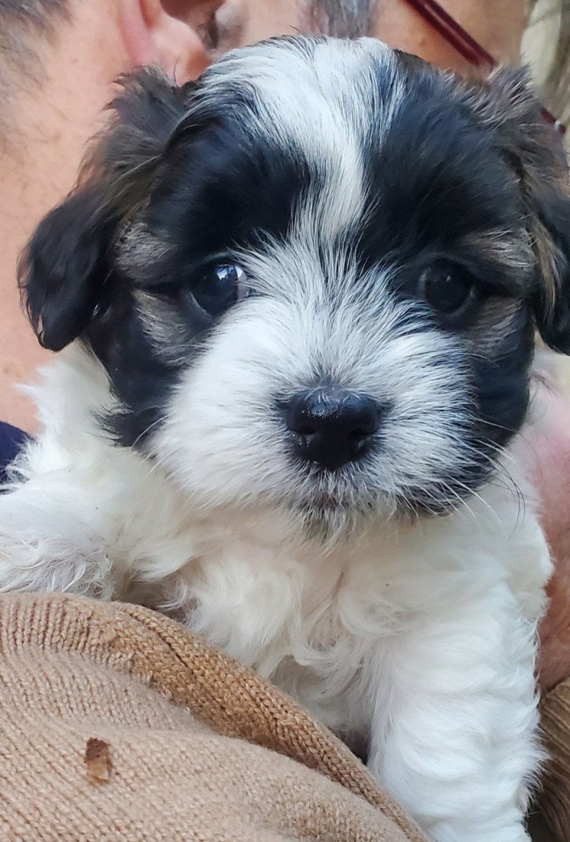 Ups La Maison de Prigailla Mâle Bichon havanais