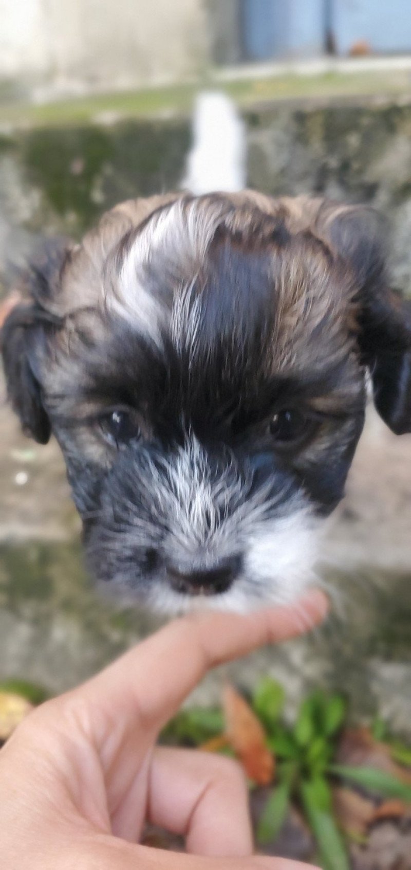 Une Chocolatine La Maison de Prigailla Femelle Bichon havanais