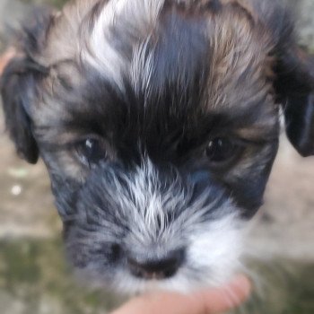 chiot Bichon havanais CHIOT 4 Les Havanais de la Maison de Prigailla