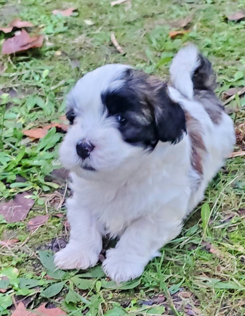 U'pitchou La Maison de Prigailla Mâle Bichon havanais