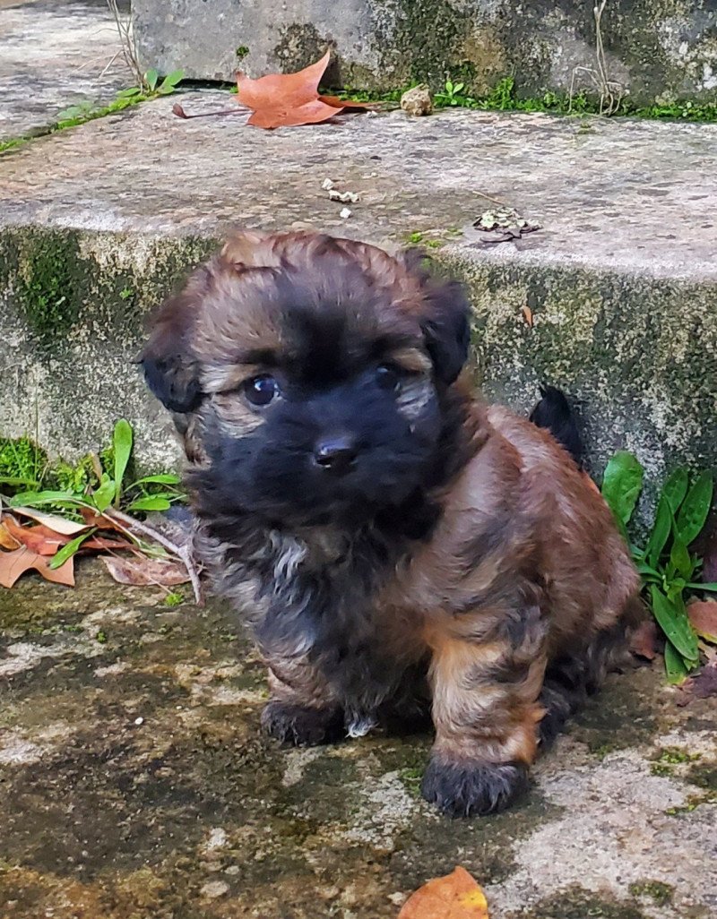 U'cibelle La Maison de Prigailla Femelle Bichon havanais