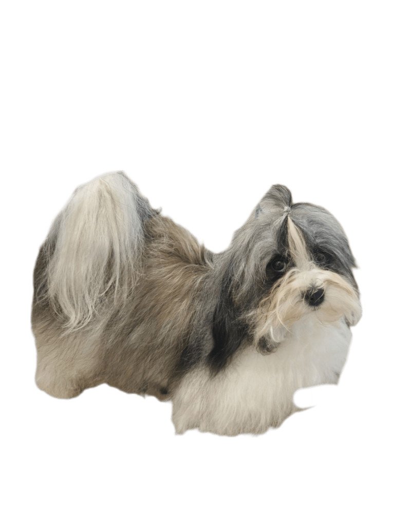 U'tesse La Maison de Prigailla Femelle Bichon havanais