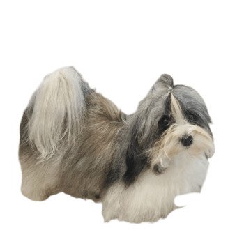 chien Bichon havanais U'tesse Les Havanais de la Maison de Prigailla