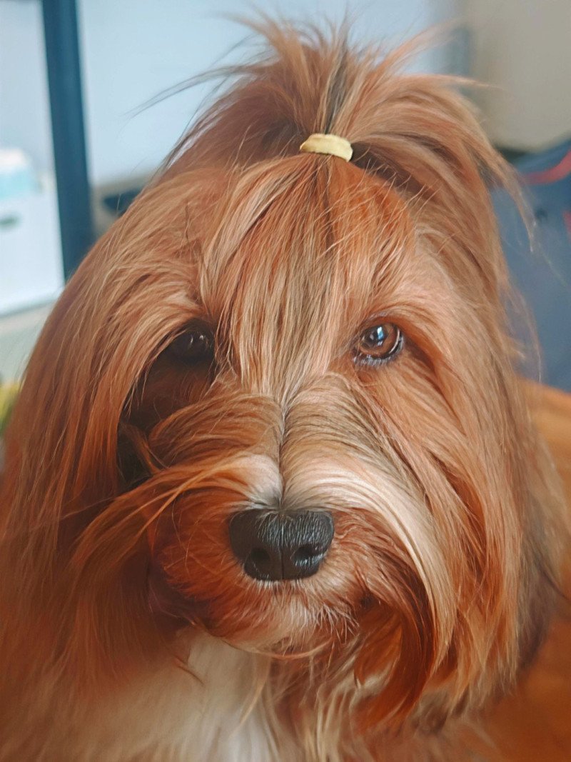 Gilè SVELNISUS DRAUGAS Femelle Bichon havanais