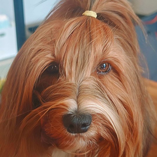 Gilè SVELNISUS DRAUGAS Femelle Bichon havanais