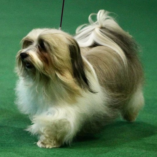 LUTINO LA TOUR DE SENLIS Mâle Bichon havanais