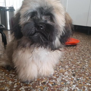 chien Bichon havanais Otis Euskal Habanera