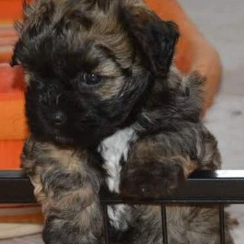 chien Bichon havanais Otis Euskal Habanera