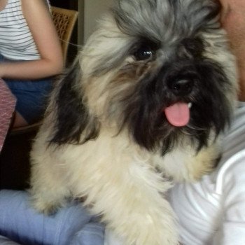 chien Bichon havanais OTIS Les Havanais de la Maison de Prigailla