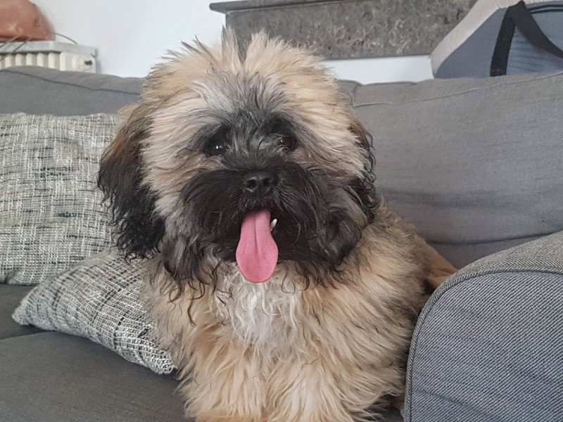 OTIS Mâle Bichon havanais