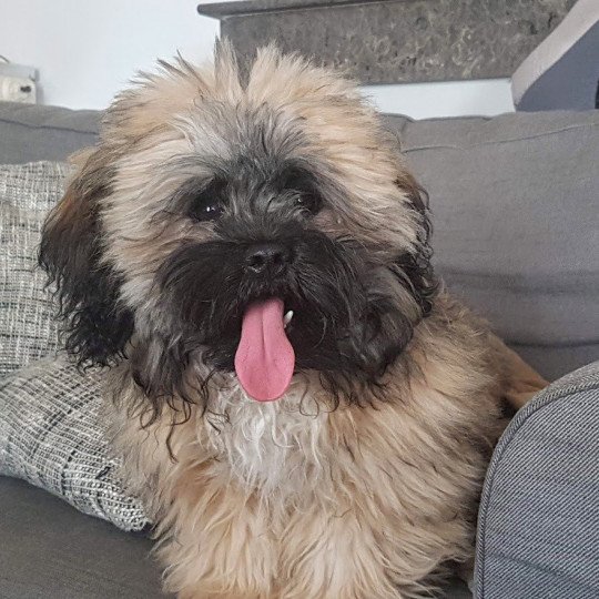 OTIS Mâle Bichon havanais