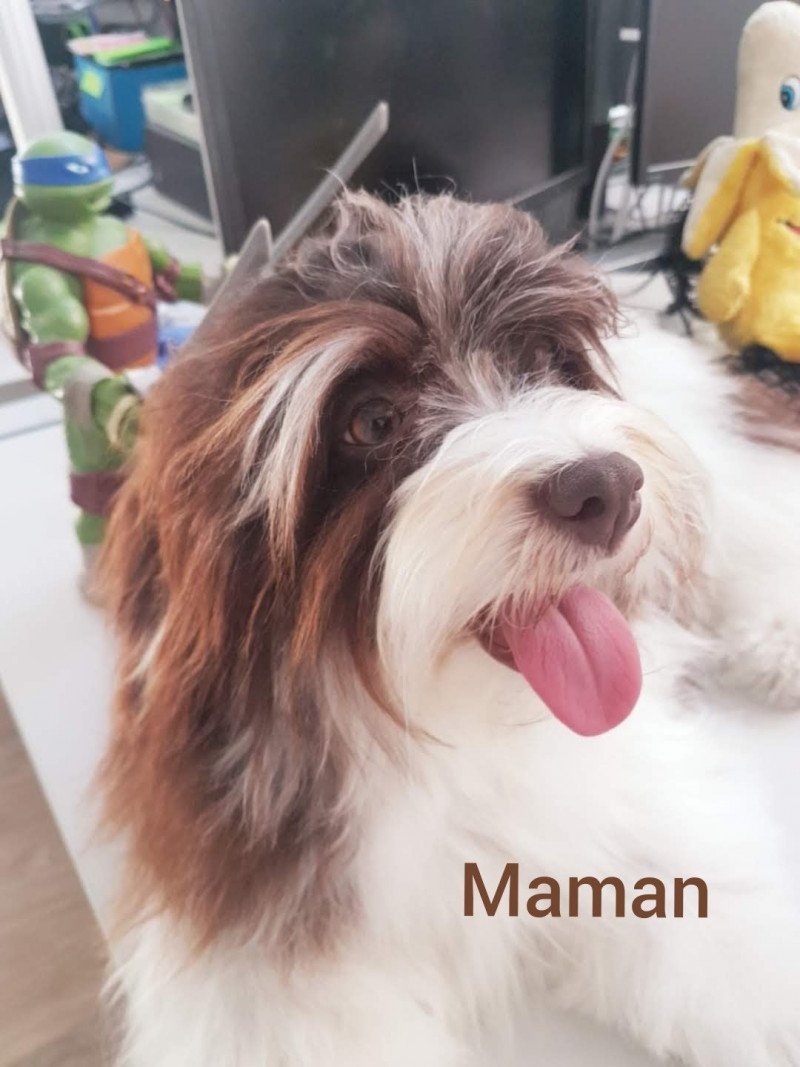 Prunelle Femelle Bichon havanais