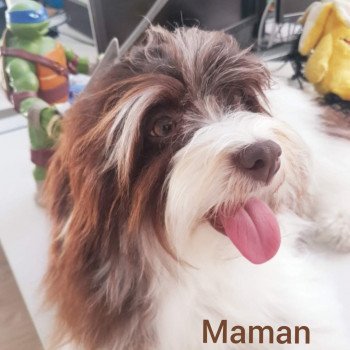 Prunelle Femelle Bichon havanais