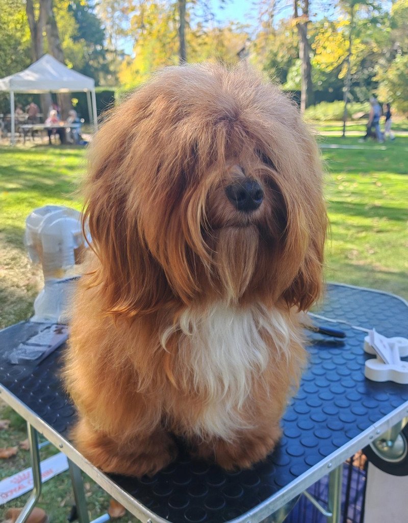 Radovan BLACK SNOW FLACK Mâle Bichon havanais