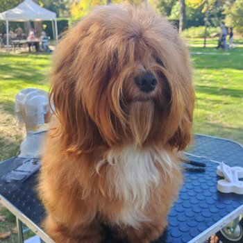 chien Bichon havanais Radovan Les Havanais de la Maison de Prigailla