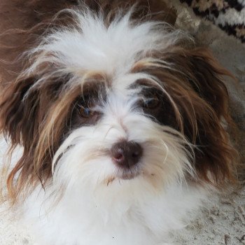 chien Bichon havanais S'kiwilie Les Havanais de la Maison de Prigailla